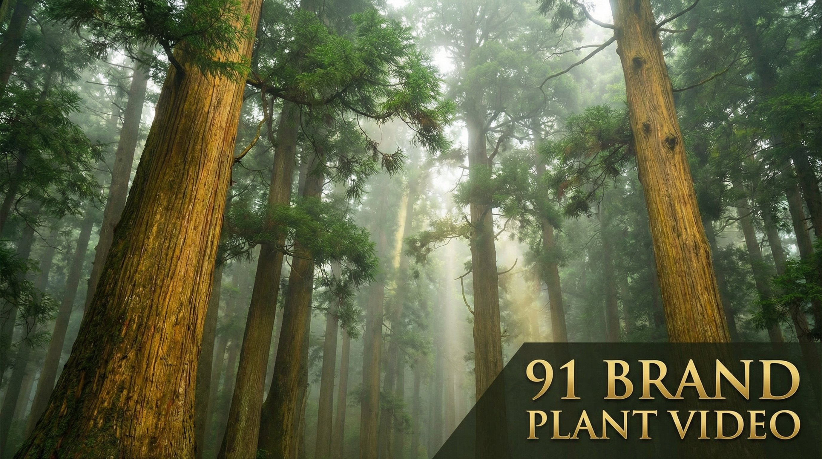 蜜桃传媒植物视频